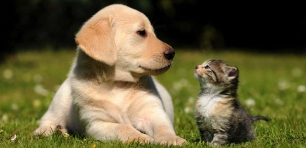 10 dicas práticas para controlar alergias a cães e gatos - Guias cachorro e gato juntos