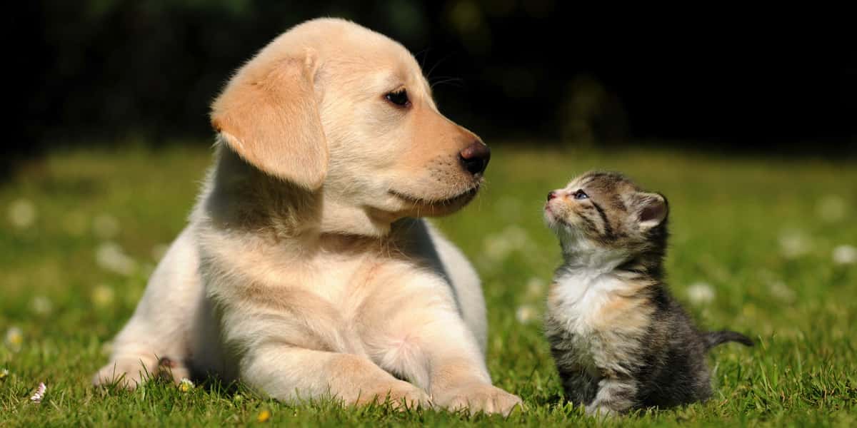 10 dicas práticas para controlar alergias a cães e gatos - florais de Bach Artigos cachorro e gato juntos