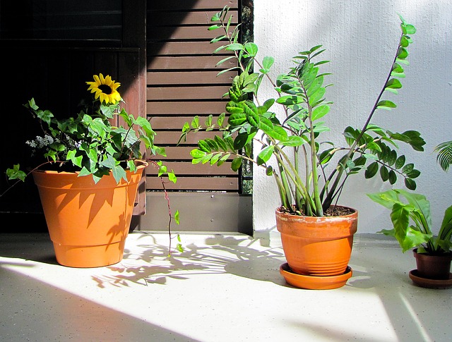 A Zamioculca é uma planta originária da África tropical