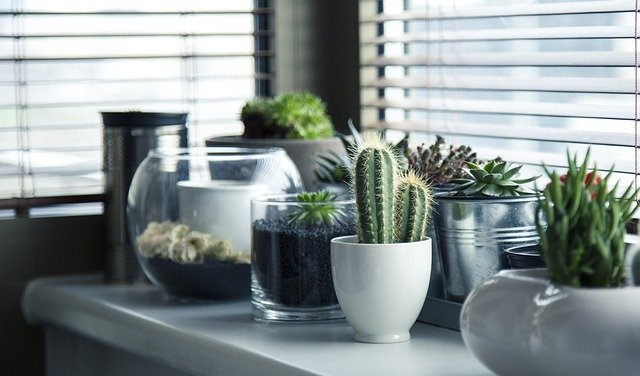 cactos e suculentas são plantas fáceis de cuidar e que se adaptam em ambientes internos e externos.