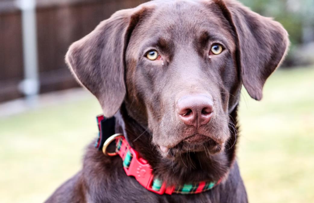 TOP sites para comprar peitoral e coleira para cachorro e gato com desconto - melhores rações para gatos Guias cachorro com coleira