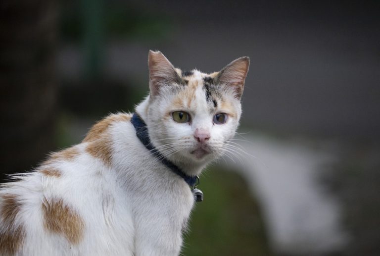 A coleira tradicional também serve para gatos