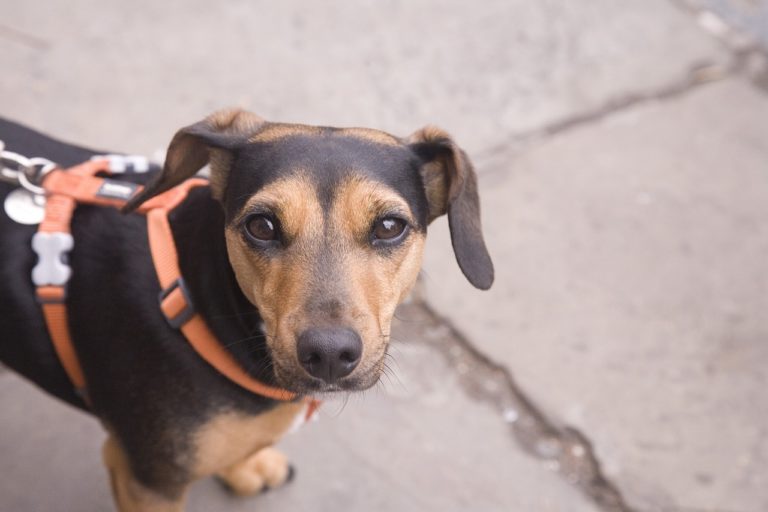 A coleira peitoral para cachorro e gato é uma das mais confortáveis e seguras do mercado.