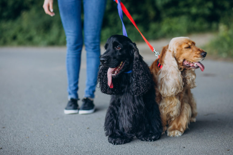 A guia conecta o tutor aos seus pets e conduz os animais em segurança durante os passeios