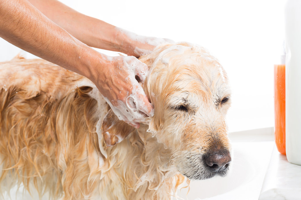 dar banho regularmente no seu pet pode evitar alergias a cães e gatos