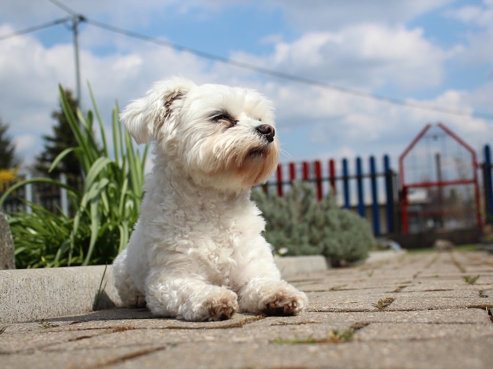 10 dicas práticas para controlar alergias a cães e gatos - inflação no brasil Artigos pets 5