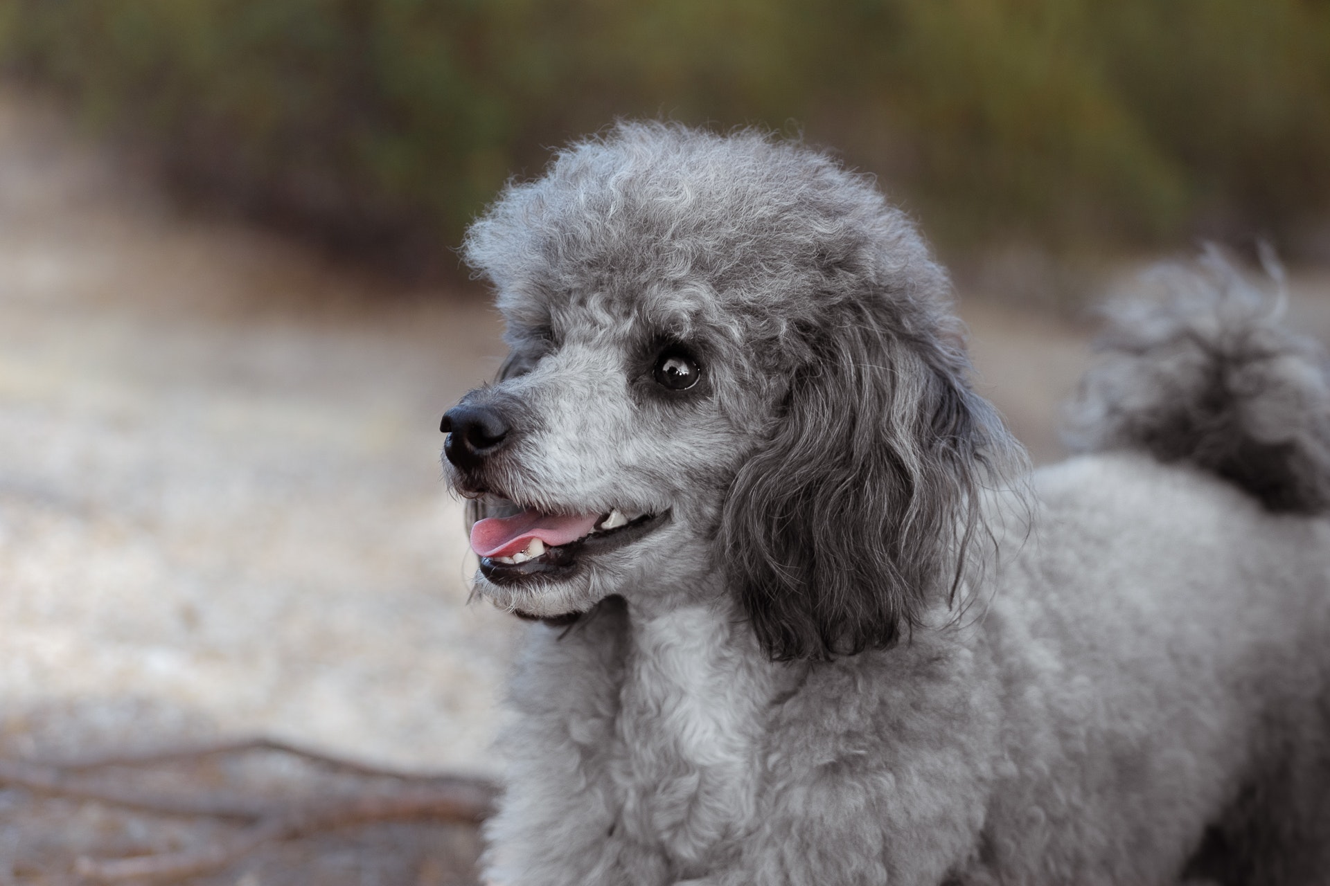 10 dicas práticas para controlar alergias a cães e gatos - inflação no brasil Artigos pets 6