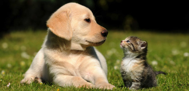 alergia-a-caes-e-gatos